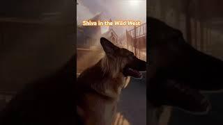 Shiva Wild West  #dog #dogfunny #funnydog #germanshepherd #germanshepherddog #dogshorts #funny