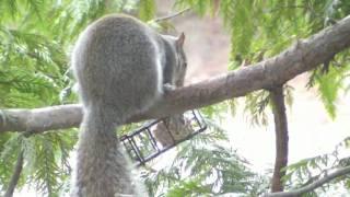 Squirrel Scares Cat