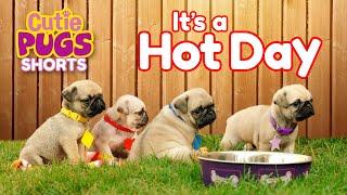 It's a Hot Day| Cutie Pugs | Animals for Kids