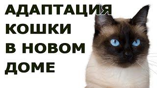 Адаптация взрослой кошки в новом доме. Как помочь кошке быстрее привыкнуть к новому дому?