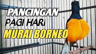 MURAI BORNEO LAIN MEDADAK JADI GACOR !!! PANCINGAN AMPUH PENDONGKRAK EMOSI !!!