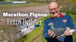 The Marathon Duiven of Frans and Jose Belleter - Olympiad Pigeon