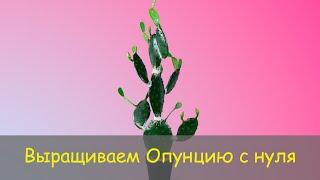 Выращиваем Опунцию дома // Planting Opuntia at home // Опунция из семян