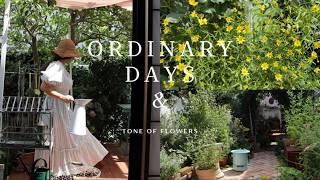 [Gardening] Ordinary days are happy  Summer spent in the garden with brocante | Potted lemon 