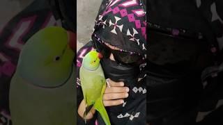 Super Talking Parrot