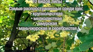 Медоносы России. Топ 10. Melliferous plants.