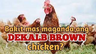 Bakit mas maganda mag alaga ng Dekalb Brown chicken?