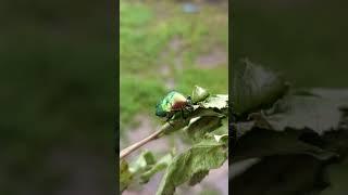 Золотистая бронзовка , rose chafer #rosechafer #nature #wildlife  #жук #природа