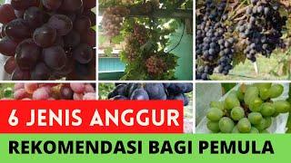 6 Jenis Anggur Import Paling di Rekomendasikan Untuk Pemula  #Pertanian10 Menit