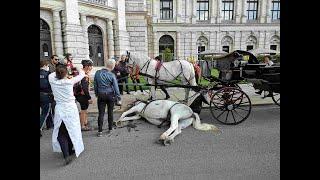 Why We Should All Be Galloping To Ban Horse Drawn Carriage Rides