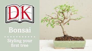 Bonsai: Styling Your First Bonsai Tree