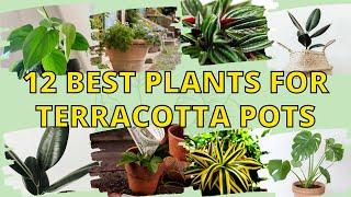 12 Best Plants for Terracotta Pots to Decorate Your Lovely Home 