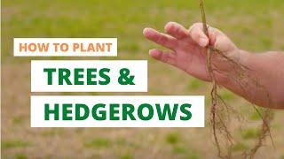 Video guide: how to plant trees and hedgerows