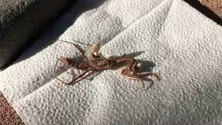 Mantis Care #14 - Molting Fail, the End of a Mantis