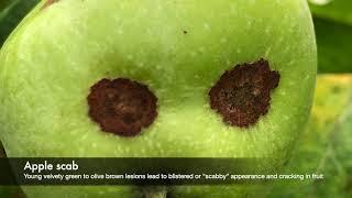 Want to become #Apples disease diagnostics expert in less than 5 minutes?