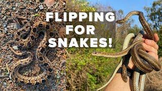 FLIPPING FOR SNAKES AND MONITOR LIZARDS IN SOUTH AFRICA!