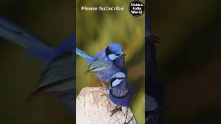 #SplendidFairywrens