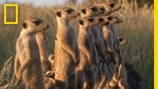 Meerkats vs. Puff Adder | National Geographic