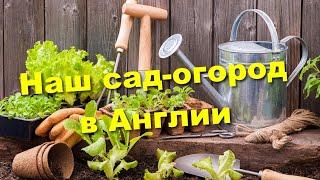 Наш сад. Что сажаем, что выросло и про английские огороды.