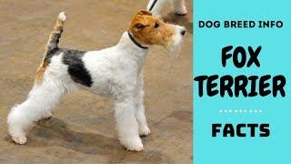 Fox Terrier dog breed. All breed characteristics and facts about Fox Terrier dogs