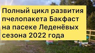 Полный цикл развития пчелопакета Бакфаст на пасеке Леденёвых сезона 2022 года