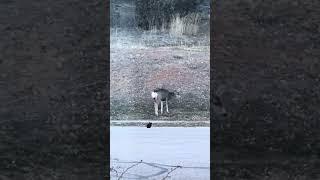 When your house cat thinks it is a mountain lion -  - cat hunts a deer in Colorado#nature#cats