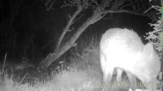 Very wet foxy,spooked by wind but still sits down x