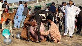 Highest Milking Goats Milk Competition University of Agriculture Faislabad