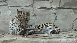 Persischer Leopard im sanierten Raubtierhaus vom Zoo Berlin