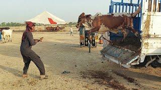 National Record Long Meater Bull Jump