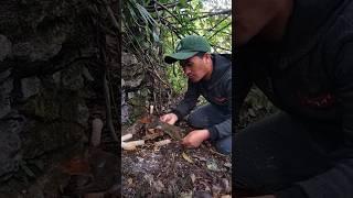 video short yos hav zoov cuab nas #hunting #yoshavzoov #animal #huntingbus #เดินป่า #happyhunting