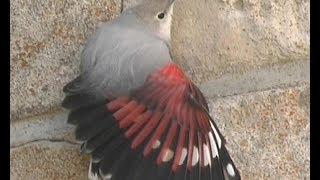 Tichodrome échelette - Wallcreeper - Mauerläufer ,( tichodroma muraria )