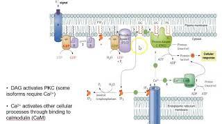 Protein Kinase C activation