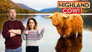 Highland Cows In Our Glen! Life In Our Cottage On The Isle Of Skye - Scottish Highlands - Ep86