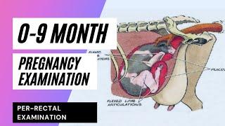 Pregnancy Diagnosis in Bovine | Determination of Pregnancy | Per-rectal examination(0-9 month preg.)
