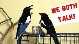 Two Talking Magpies