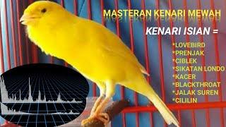 Masteran Kenari Isian Super Mewah!!!!! || lovebird prenjak ciblek sikatan londo blackthroat