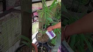 kanner plant#rajuterracenursery #youtubeshorts