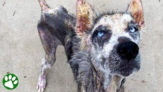 Wandelndes Skelett verwandelt sich in den schönsten Husky