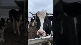 Корова жалуется на тяжелую жизнь. #animal #животные #cow #коровы #cowvideos #bull #бык #теленок