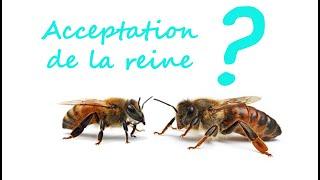 Contôle d'acceptation des reines