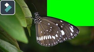 How To Use CHROMA KEY In Filmora 9 Tutorial