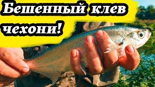 Рыбалка на Дону в августе 2021 Серия 2 Ловля чехони на фидер