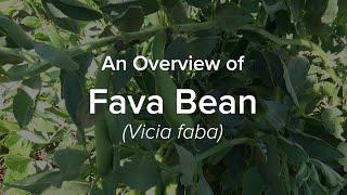 An Overview of Fava Bean | Understudied Indigenous Crops