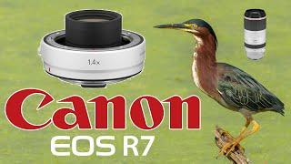 RF 100-500 + 1.4x Teleconverter Extender Green Heron Canon R7 Bird Photography