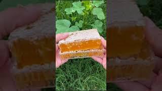 A kitchen knife cuts honeycomb honey, have you seen this kind of kitchen knifebeekeeper honeycomb h