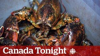 N.S. illegal lobster fishing a ‘campaign of terror:’ fishing group president | Canada Tonight