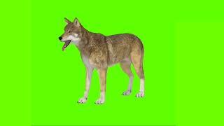 jackal green screen video | siyar green screen video | animal green screen #cartoon