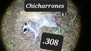 cayo para los chicharrones de mapache