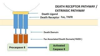 APOPTOSIS PART 1: Definition, Causes & Mechanism/Pathways